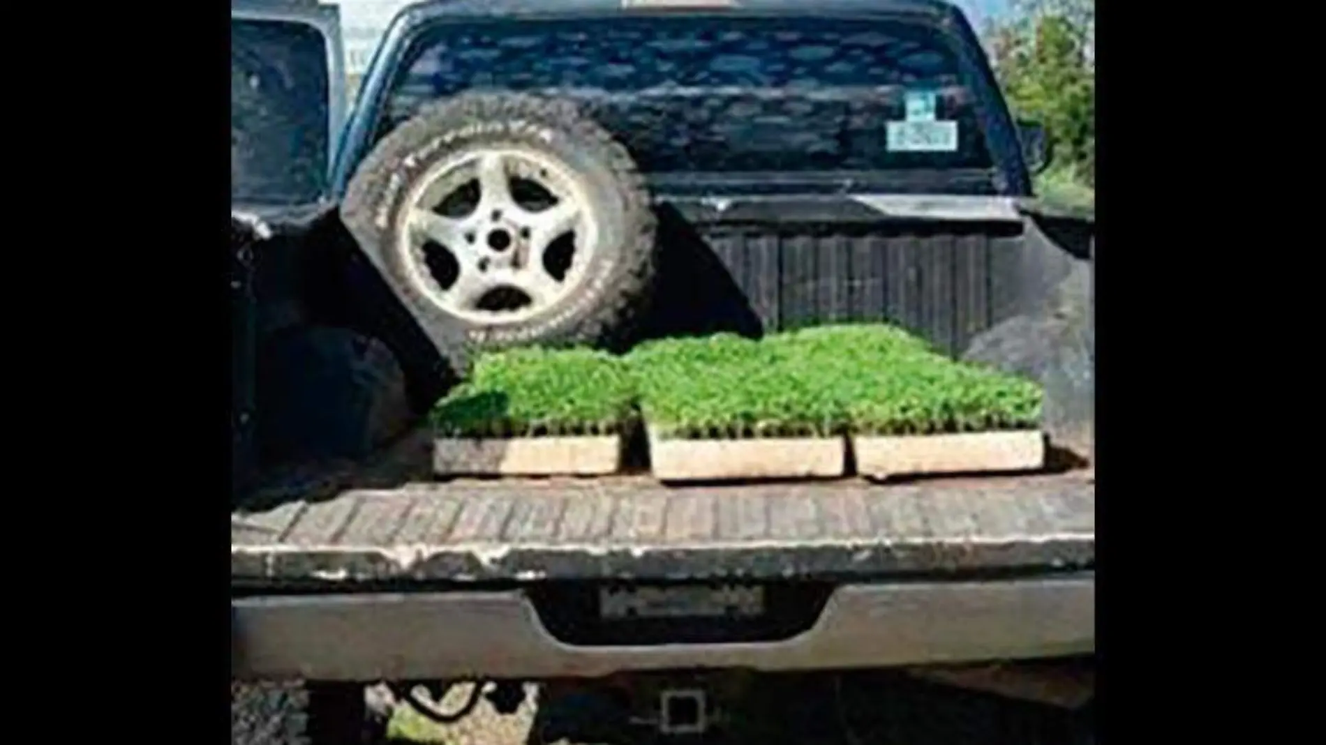 Camioneta pick up con charolas de unicel en el que iban los retoños de marihuana